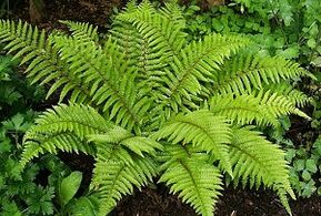 كمادات لعلاج الدوالي